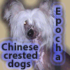 китайские хохлатые собачки из Вильнюса