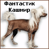 китайские хохлатые собачки и белые овчарки (Москва)