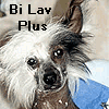 питомник "Bi Lav Plus" (г.Тирасполь, Молдова)